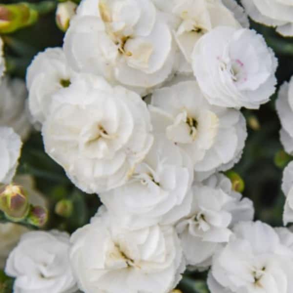 0.65 Gal. Fruit Punch Whipped Cream Pinks (Dianthus Hybrid) Live Perennial Plant with White Flowers