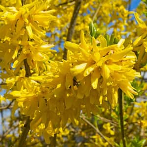 2.5 qt. Forsythia Lynwood Gold Flowering Shrub with Yellow Flowers