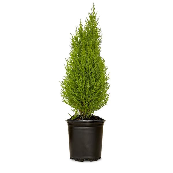 FLOWERWOOD 2.5 qt. Lemon Cypress 'Wilma Goldcrest' with Citrus Aroma and Golden Evergreen Foliage
