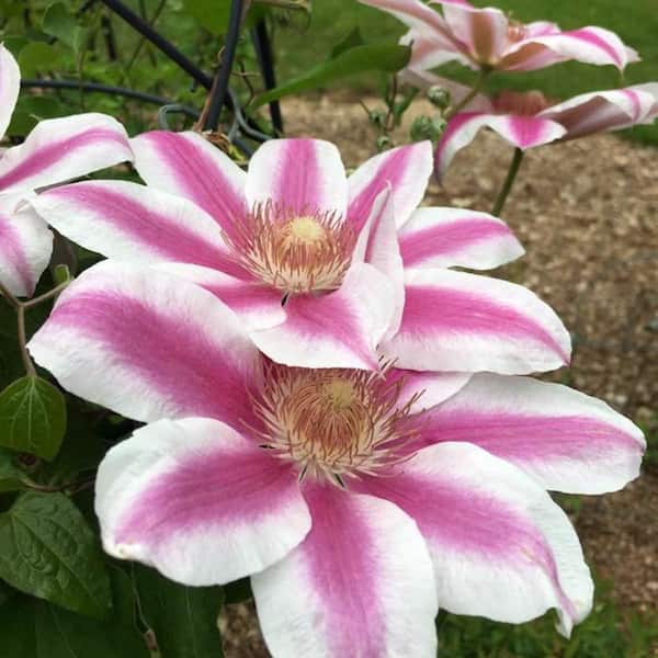 Spring Hill Nurseries 2.5 Qt. Pot, Maria Therese Clematis Vine, Live Potted Perennial Plant (1-Pack)