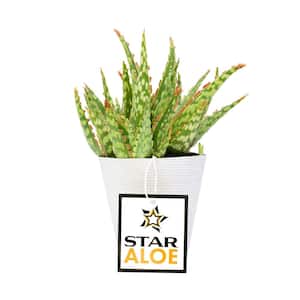 3.5 in. Star Aloe Succulent in Decorative Wrap