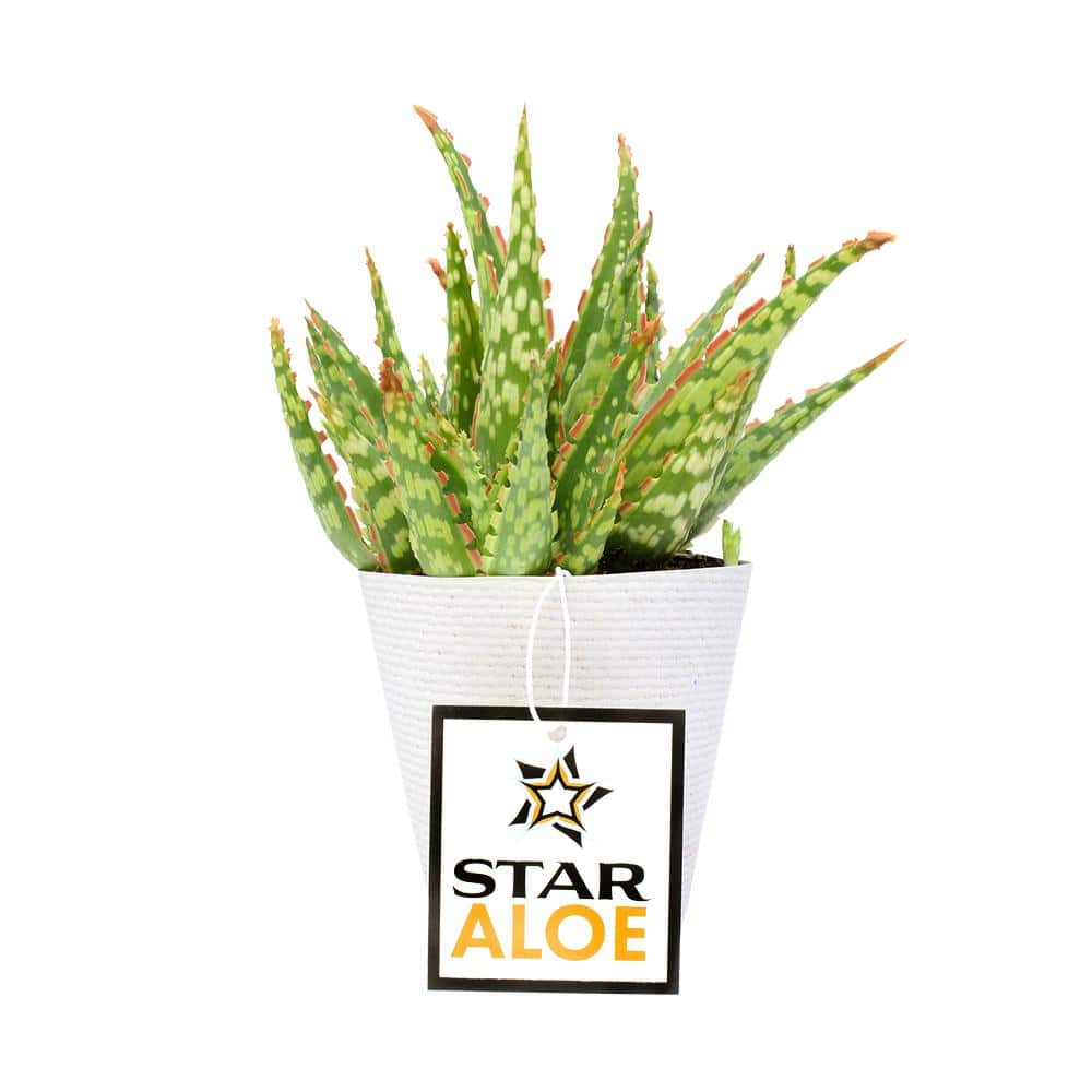 Star Aloe 3.5" Multicolor Plastic Planter Cactus