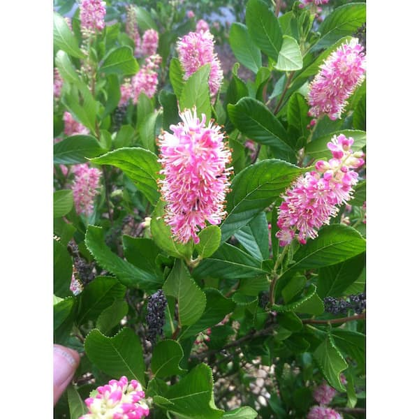 Online Orchards 1 Gal. Ruby Spice Summersweet Shrub