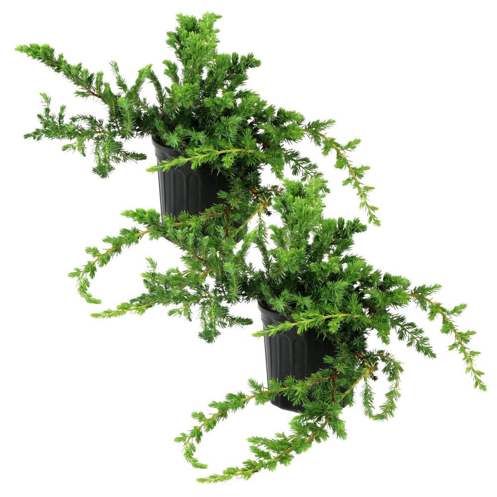 1 gal. Juniper Blue Rug Shrub (2-Pack) price history on PriceWatchPro