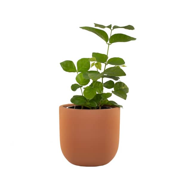 national PLANT NETWORK 5 in. Terracotta Modern Bowl Planter with a 4 in. Sambac Jasmine Plant - 1 Piece