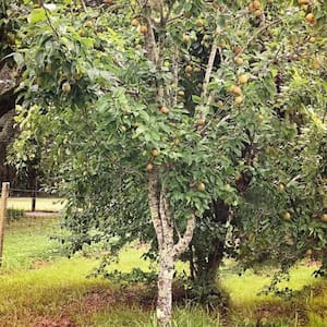 7 Gal. Ayers Pear Tree