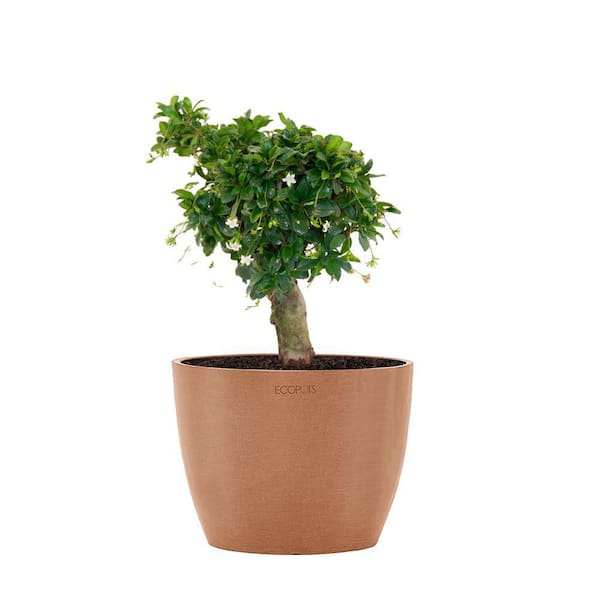 United Nursery Fukiean Tea Live Bonsai in 6 inch Premium Sustainable Ecopots Terracotta Pot with Removeable Drainage Plug