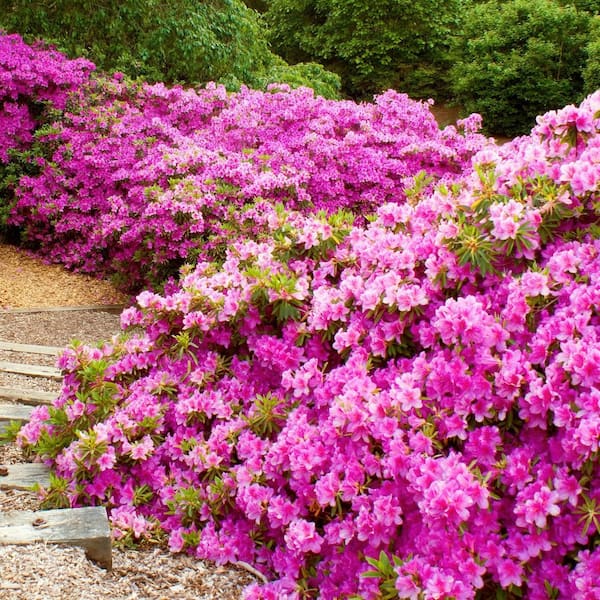 national PLANT NETWORK 1 Gal. Azalea Karens Flowering Shrub with