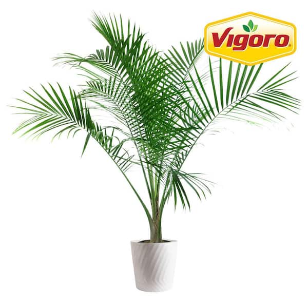 Majesty Palm Indoor Plant in 12 in. Decor Pot, Avg. Shipping Height 54-72 in. Tall