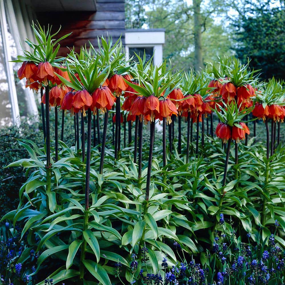 Fritillaria Bulbs Rubra (Set of 3) price history on PriceWatchPro