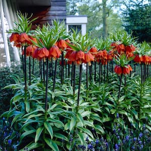 Fritillaria Bulbs Rubra (Set of 3)