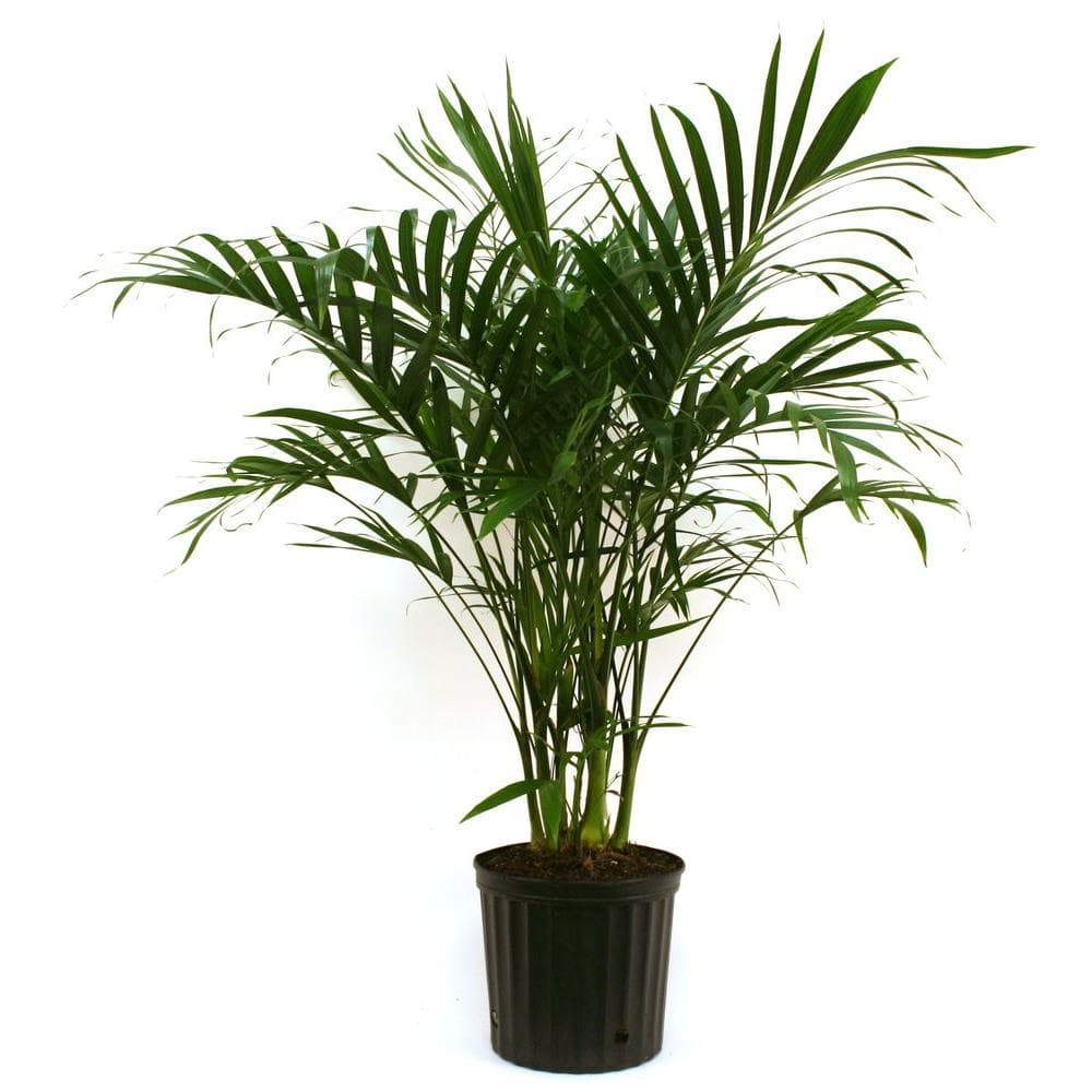 Costa Farms Cateracterum Palm Cat Palm In 9 25 In Grower Pot 10cat The Home Depot