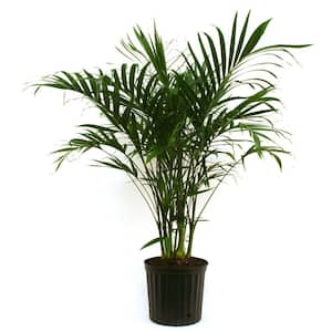 Cateracterum Palm (Cat Palm) in 9.25 in. Grower Pot