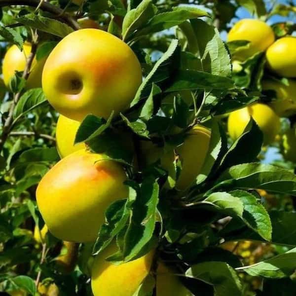 7 gal. Yellow Delicious Apple Decidous Tree