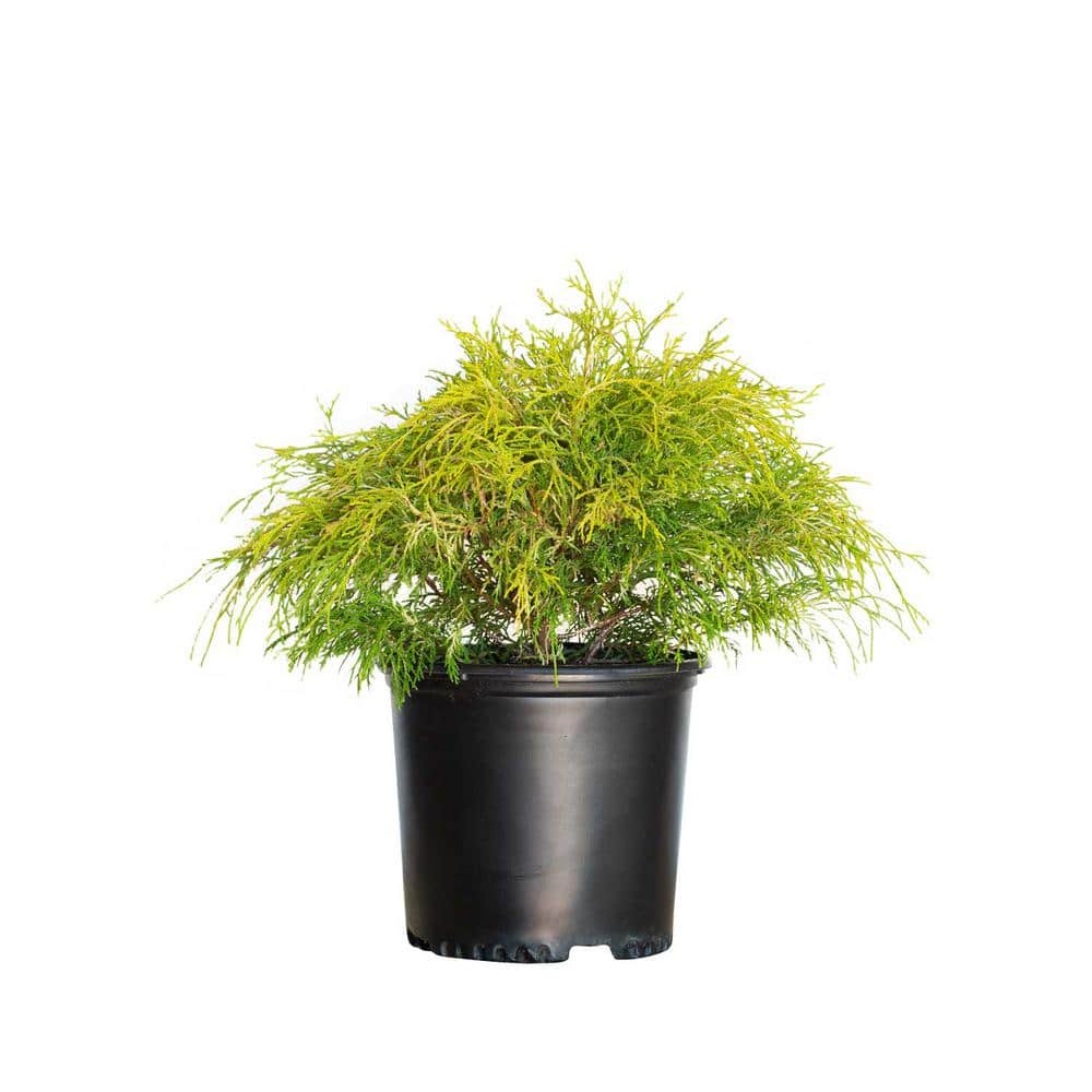 FLOWERWOOD 3 Gal. Gold Mop Chamaecyparis (Threadleaf False Cypress