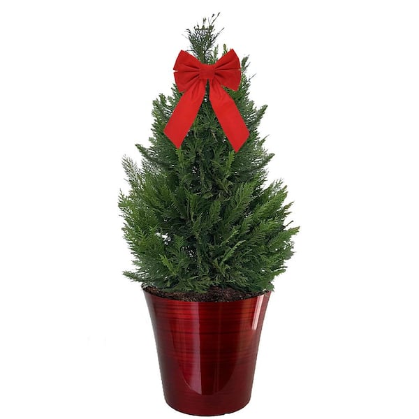 Unbranded 3 Gal. Leyland Cypress Evergreen Shrub with Green Foliage in a Decorative Pot with Bow