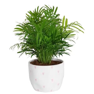 Neanthebella Palm Indoor Plant in 6 in. Heart Ceramic Planter, Avg. Shipping Height 1-2 ft. Tall