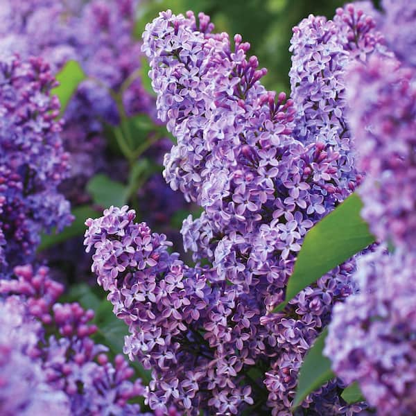 Garden State Bulb Common Purple Lilac Live Bare Root (Bag of 2)