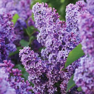 Common Purple Lilac Live Bare Root (Bag of 1)