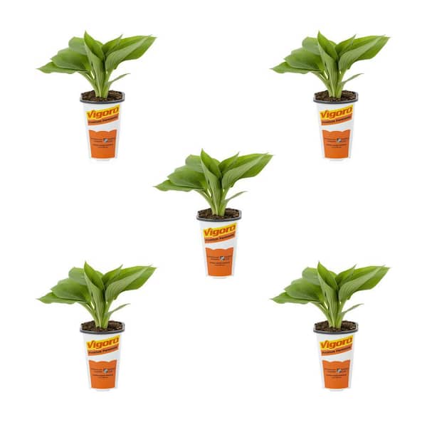 1.5 Pt. Hosta So Sweet Green Perennial Plant (5-Pack)