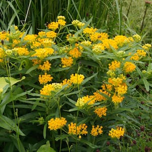 Support The Monarchs Asclepias Hello Yellow Roots (3-Pack)