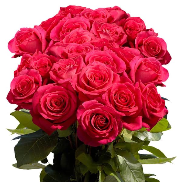 250 Red Roses- Lovely Fresh Flowers- Wholesale Express Delivery