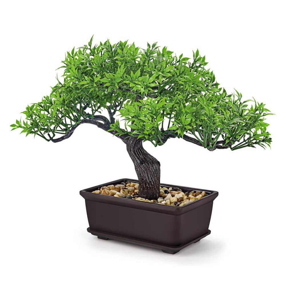盆栽1.3.4.6.8.11 Dwarf Jade – 6″ to 11″ Pots – Wigert's Bonsai