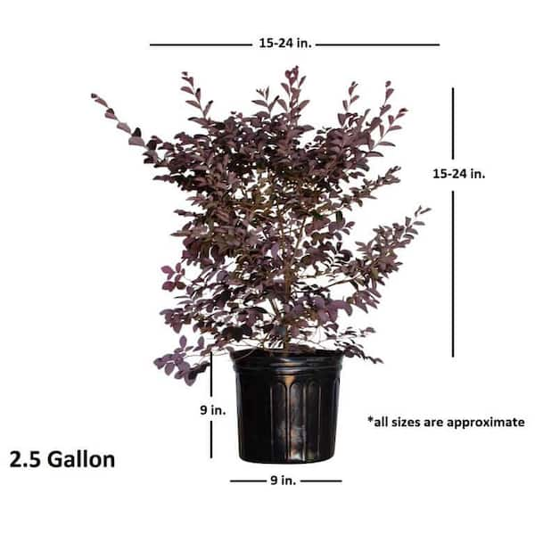 Purple Chinese Wisteria Tree - 10-15 Live Plant - 2.5 Pot - Wisteria