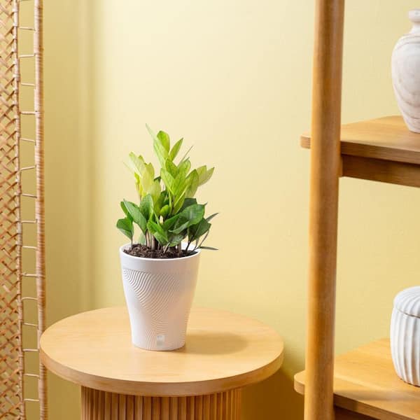 TRENDING TROPICALS 6 in. Trending Tropical Zamioculcas ZZ