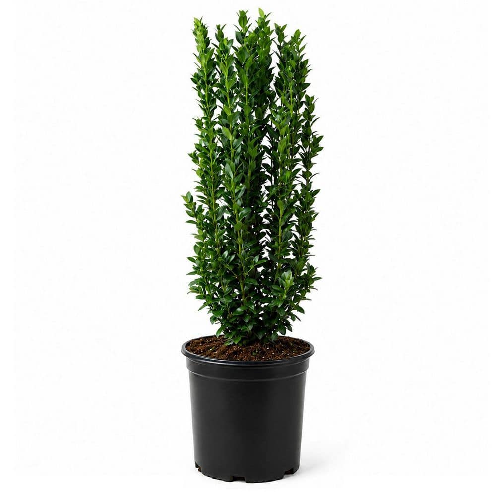 flowerwood-shrubs-bushes-3120q