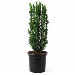 2.5 Qt. Sky Pencil Japanese Holly(Ilex), Live Plant, Upright Growth Habit