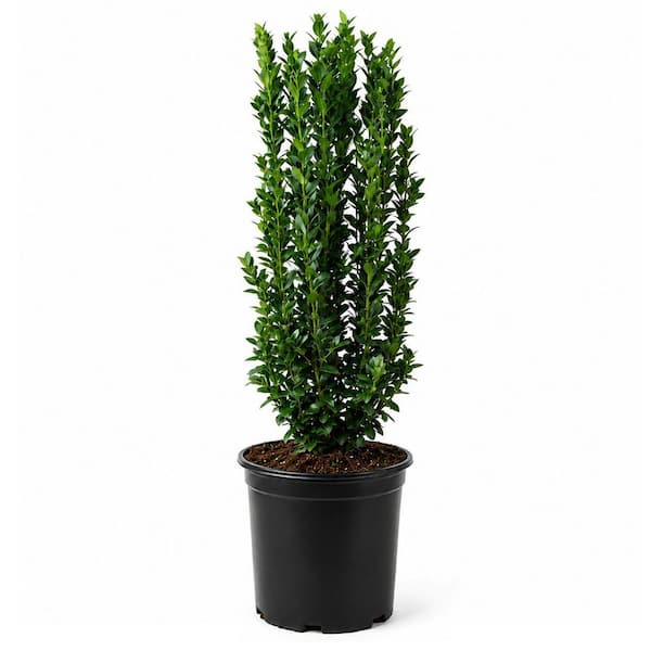 茶庭 Reviews for 1 Gal. Emerald Green Arborvitae Shrub with Green