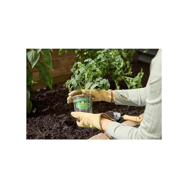 bonsai tree tips 101 Essential Tips Bonsai – DK main image 0