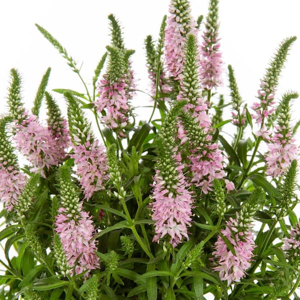 1 qt. Veronica Giles Van Hees Pink Perennial Plant