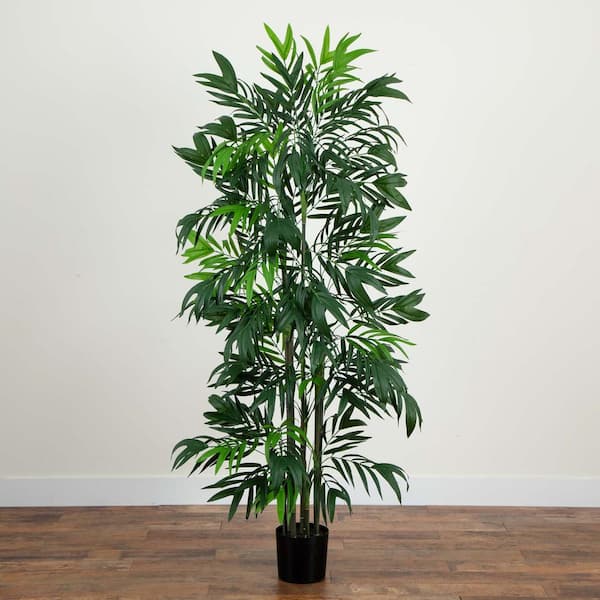 brazilian pothos Philodendron Brasil | Easy, Variegated Trailing Houseplant