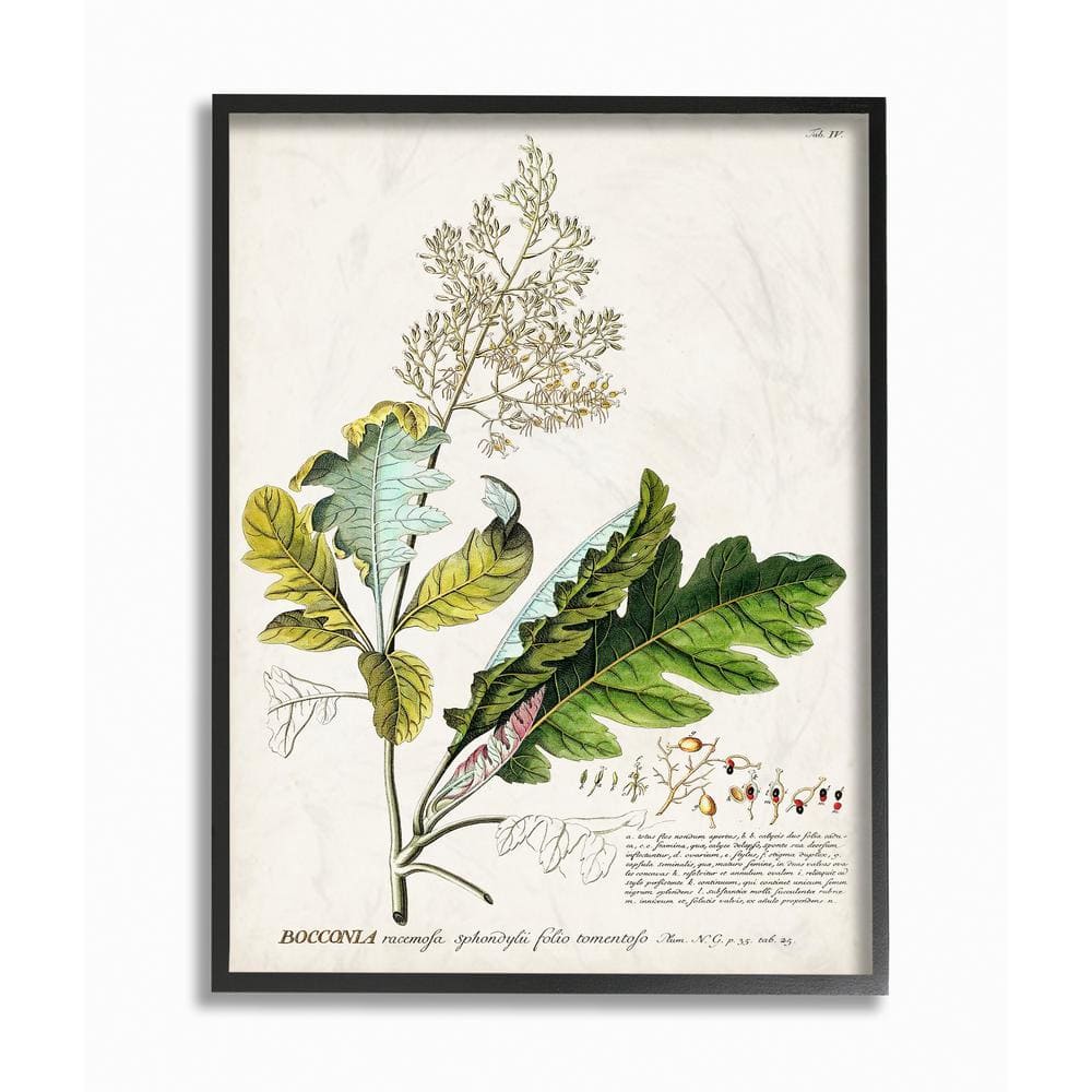 16x20 Black Framed Botanical Plant Illustration Canvas Print