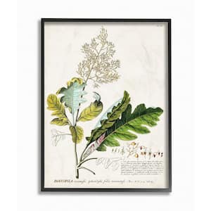 24 in. x 30 in. "Botanical Plant Illustration Leaves Vintage Design" by Unknown Framed Wall Art