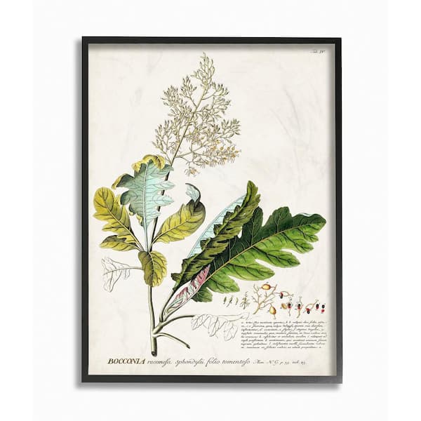 Stupell Industries 24 in. x 30 in. "Botanical Plant Illustration Leaves Vintage Design" by Unknown Framed Wall Art
