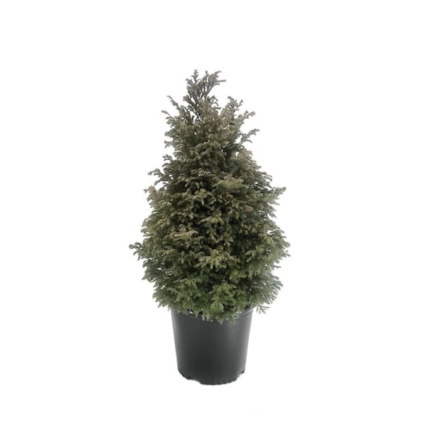 2.5 Qt. Janed Gold Arborvitae Evergreen Shrub With Bright Yellow