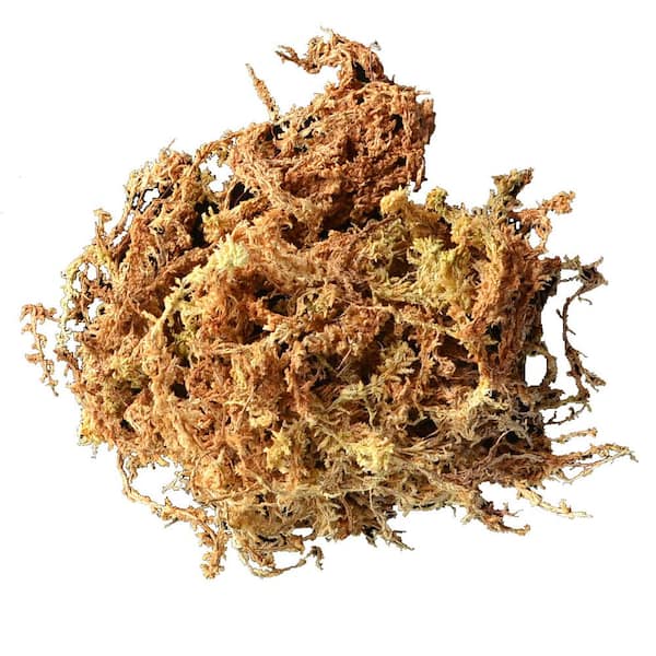 Sukh 10oz Sphagnum Moss for Plants - Sphagnum Peat Moss Natural Premium  Long Fibered Chile Dried Moss
