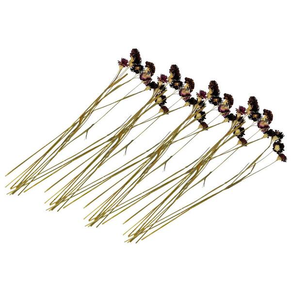 21 in. Purple Indoor Non Artificial Dried Preserved Ruby Daisy-Pack of 4