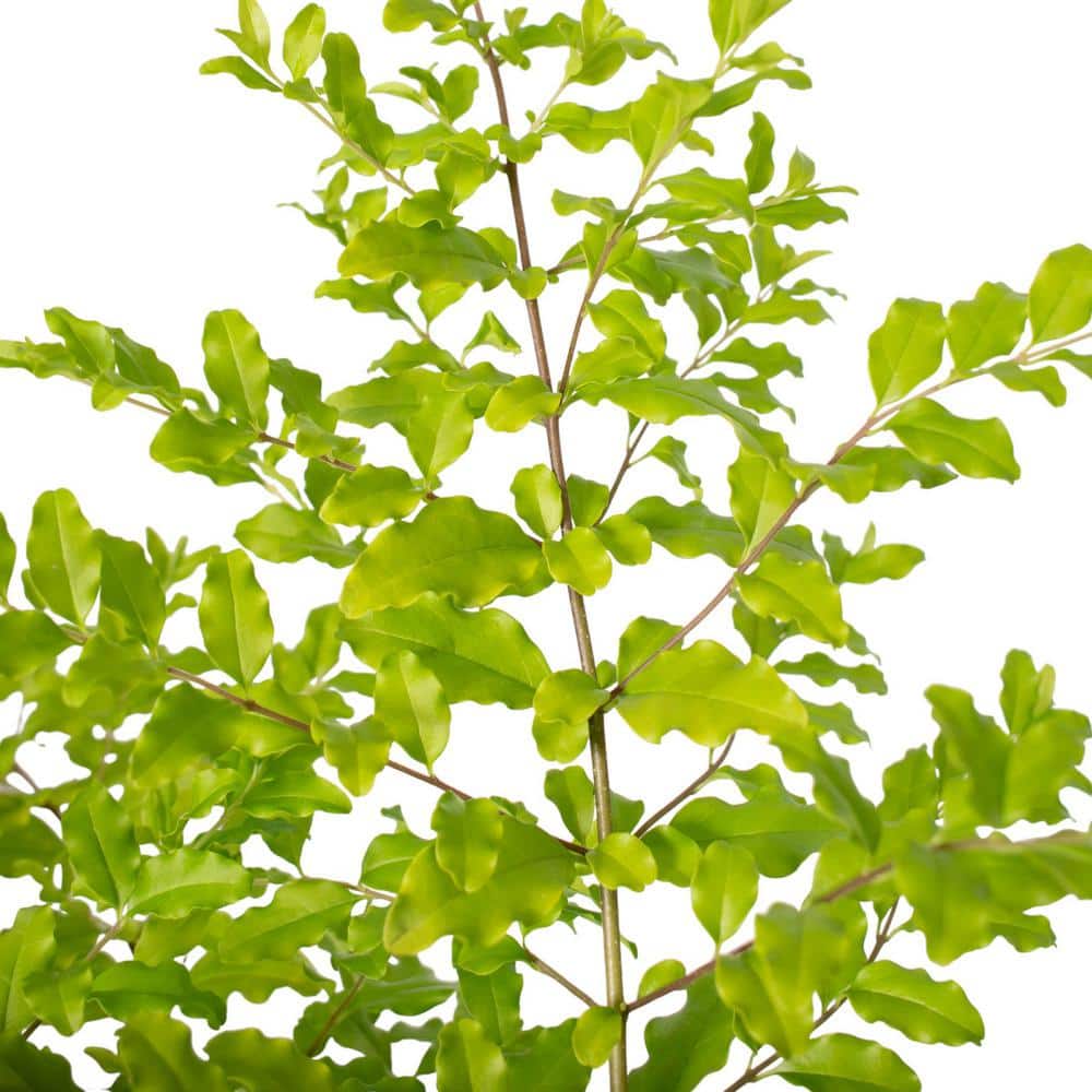 3 Gallon Sunshine Ligustrum Chartreuse Shrub
