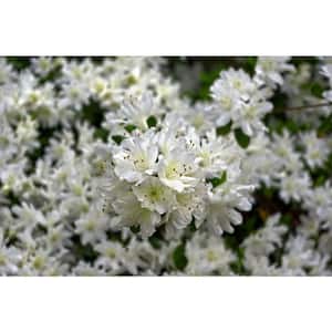 1 Gal. Chionoides Rhododendron Shrub Bell Shaped Snowwhite Blossoms Blanket this Compact Shrub