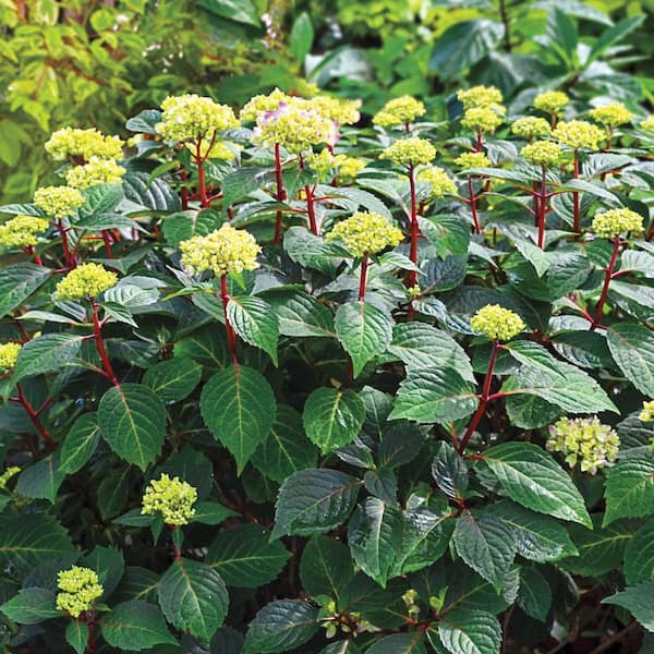 Spring Hill Nurseries 1 Gal. Pot Bloomstruck Endless Summer Hydrangea, Deciduous Flowering Shrub (1-Pack)