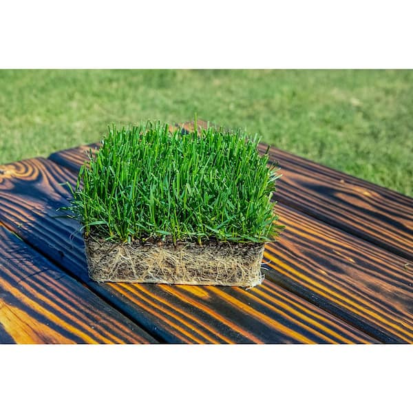 Sod Pods Fescue Grass Plugs (4-Count) Natural, Affordable Lawn Improvement  T2FESCUE4 - The Home Depot