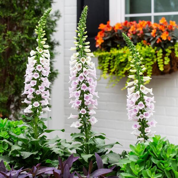 METROLINA GREENHOUSES 1.75 Gal. Digitalis Foxglove in Decorative Planter  Pink Panther Pink Perennial Plant (1-Pack) 79860 - The Home Depot
