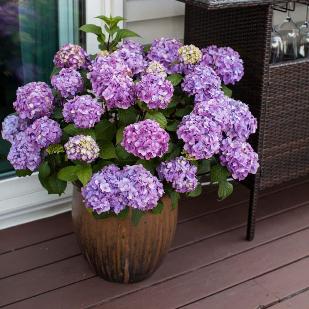 national PLANT NETWORK 3 gal. Hydrangea Endless Summer Bloomstruck Live ...