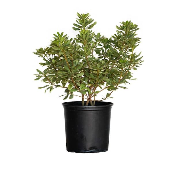 FLOWERWOOD 2.5 Gal. Variegated Pittosporum (Japanese Mock Orange) Live Evergreen Shrub with Green and White Variegated Foliage