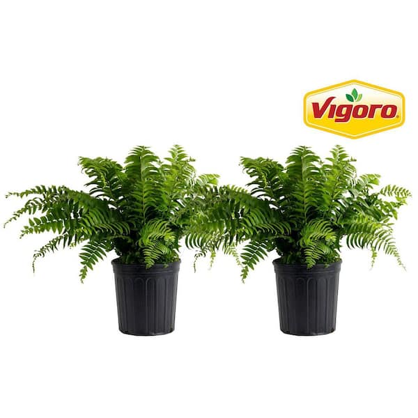 Vigoro Macho Indoor/Outdoor Fern in 8.75 in. Grower Pot, Avg. Shipping Height 2-3 ft. Tall (2-Pack)
