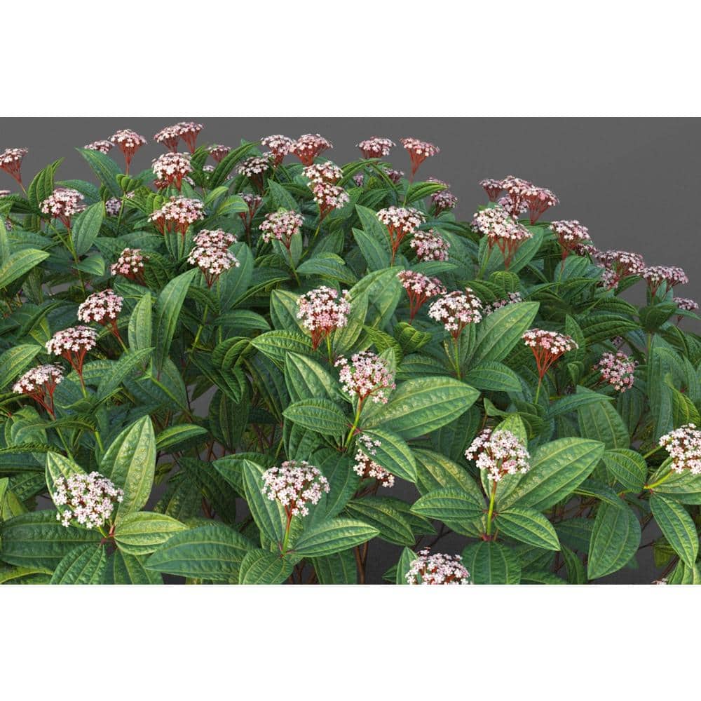 1 Gal. David Viburnum Evergreen Shrub